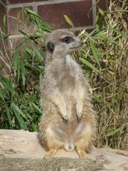 Ein Erdmännchen im Zoo von Dortmund in Deutschland.