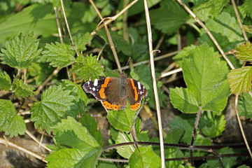 Admiral