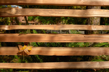 Texture of the natural wooden fence with autumn maple leaf on it.