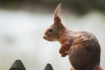 Naklejka na ściany i meble Neugieriges Eichhörnchen auf einem Holzzaun