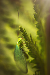 Insekten Makro
