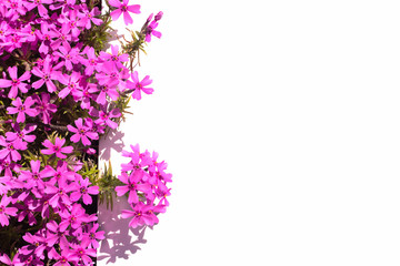 Fototapeta na wymiar pink flowers on a white background flat lay