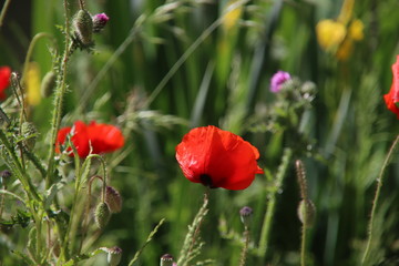 poppy flowering plant in subfamily Papaveroideae out of the street in Gouda in bright sunlight