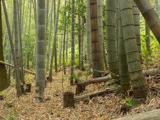 竹林の風景