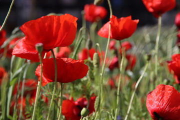 poppy flowering plant in subfamily Papaveroideae out of the street in Gouda in bright sunlight
