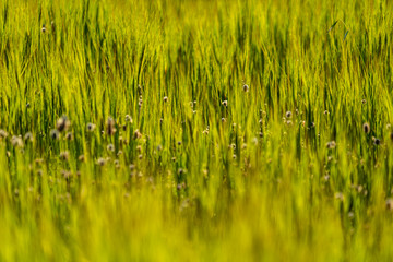 Wild plants and flowers in spring