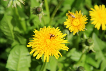 Bright yellow flowers dandelions in green grass. Taraxacum closeup stock photo. Fresh festive summer and spring mood