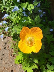 poppy flowering plant in subfamily Papaveroideae out of the street in Gouda in bright sunlight
