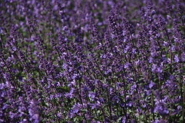 Obraz premium French purple lavender in a border along the road in the village of Noordwijk in the Netherlands