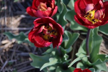 Red tulips illuminated by the sun in a flower bulb field in Noordwijkerhout in the Dutch Bulb Region in spring time