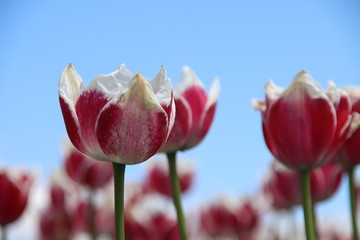 Red with white tulip of the type Toplips illuminated by the sun in a flower bulb field in Noordwijkerhout in the Dutch Bulb Region in spring time