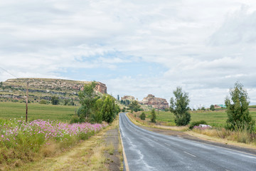 Cosmos flowers next to road R26 between Fouriesburg and Ficksburg