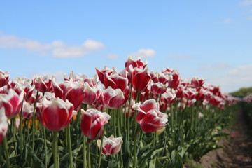 Red with white tulip of the type Toplips illuminated by the sun in a flower bulb field in Noordwijkerhout in the Dutch Bulb Region in spring time
