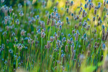 Wild plants and flowers in spring