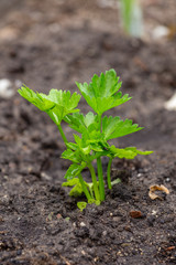Small celeriac seedling also called celery root or knob celery in the vegetable garden