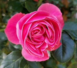 pinke Rosenblüte