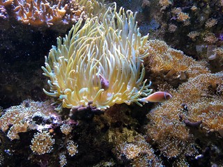 Fototapeta na wymiar Koralle Clownfisch