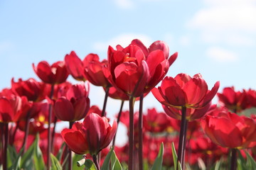 Red tulips illuminated by the sun in a flower bulb field in Noordwijkerhout in the Dutch Bulb Region in spring time