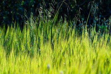 Wild plants and flowers in spring