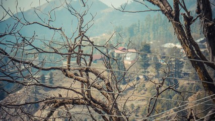Telephone wires with tree branches and rows of house