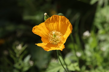 poppy flowering plant in subfamily Papaveroideae out of the street in Gouda in bright sunlight