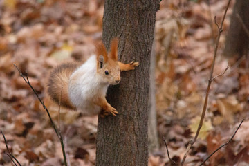 autumn squirrel lives in a Park on the embankment of the Moscow river
