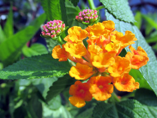orange and yellow flowers