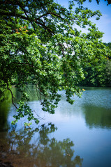 Fototapeta na wymiar Lake with trees and blue sky, Maksimir Zagreb