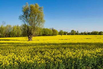 Obraz premium Yellow rapeseed field and green trees. Beautiful landscape Zulawy Wislane in Poland