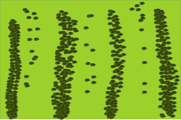 cactus on a white background