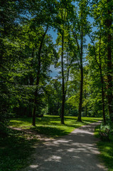 Fototapeta na wymiar Trees in nature park, Maksimir Zagreb