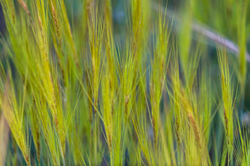 Wild plants and flowers in spring