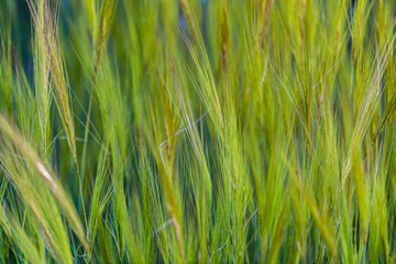 Wild plants and flowers in spring