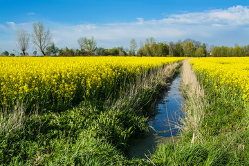 Yellow rape field and drainage ditch. Beautiful rural landscape in Poland