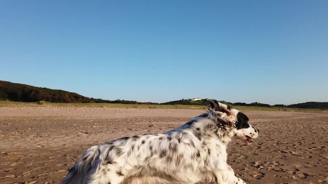 nice and funny setter breed dog runs happily on the sand of the beach. Pets concept.