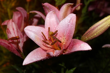 Fototapeta na wymiar Pink lily in drops after rain at night