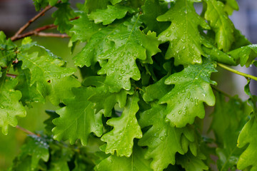 Nature backround: Wet oak leaves after rain on a Sunny spring day