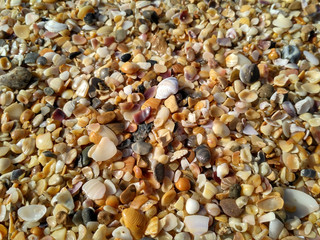 Many small shells on a shell beach