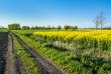 Fototapeta na wymiar Yellow rape field and dirt road. Beautiful rural landscape in Poland