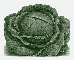 Obraz premium Early flat head cabbage variety. Green colored illustration after a historical engraving from the early 20th century