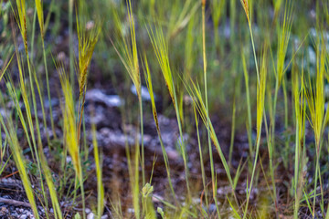 Wild plants and flowers in spring
