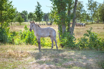 Foal of semi-wild konik polski horse is hiding from hot summer sun under the tree at Pape Nature Park, located in Latvia © Julija