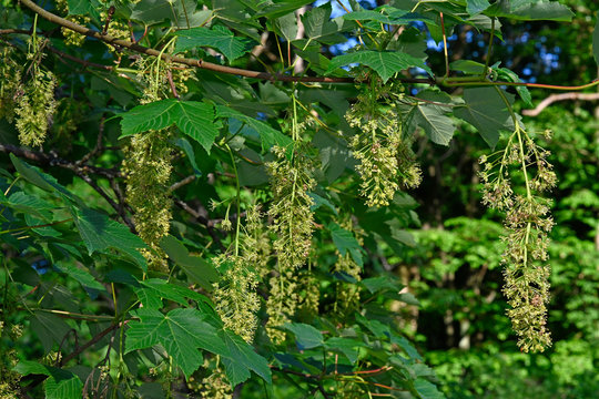 Hanging inflorescences of a Sycamore / H&auml;ngende Bl&uuml;tenst&auml;nde des Berg-Ahorn (Acer pseudoplatanus) 