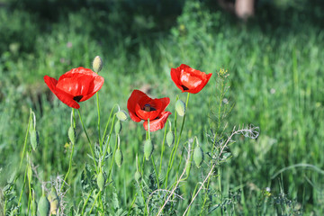 poppies in a field