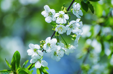 Cherry flowers frame