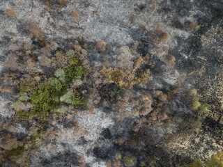 Aerial Burnt out tree remnants of a forest fire