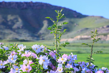 flowers in the mountains