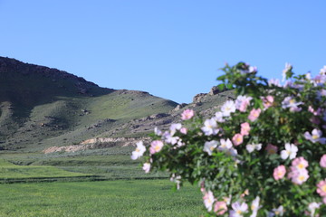 Fototapeta premium flowers in the mountains