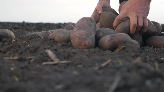 Tubers of new potatoes lie in a plowed field. The farmer sorts and collects potato tubers with his hands and puts them in a box. Growing organic products without preservatives