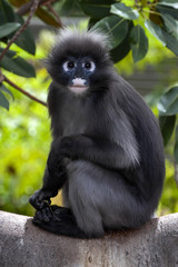 Dusky Leaf Monkey, Trachypithecus obscurus, sits on a tall tree and observes its surroundings